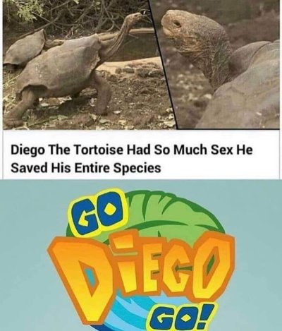 diego memes - Diego The Tortoise Had So Much Sex He Saved His Entire Species Got Diego Go!
