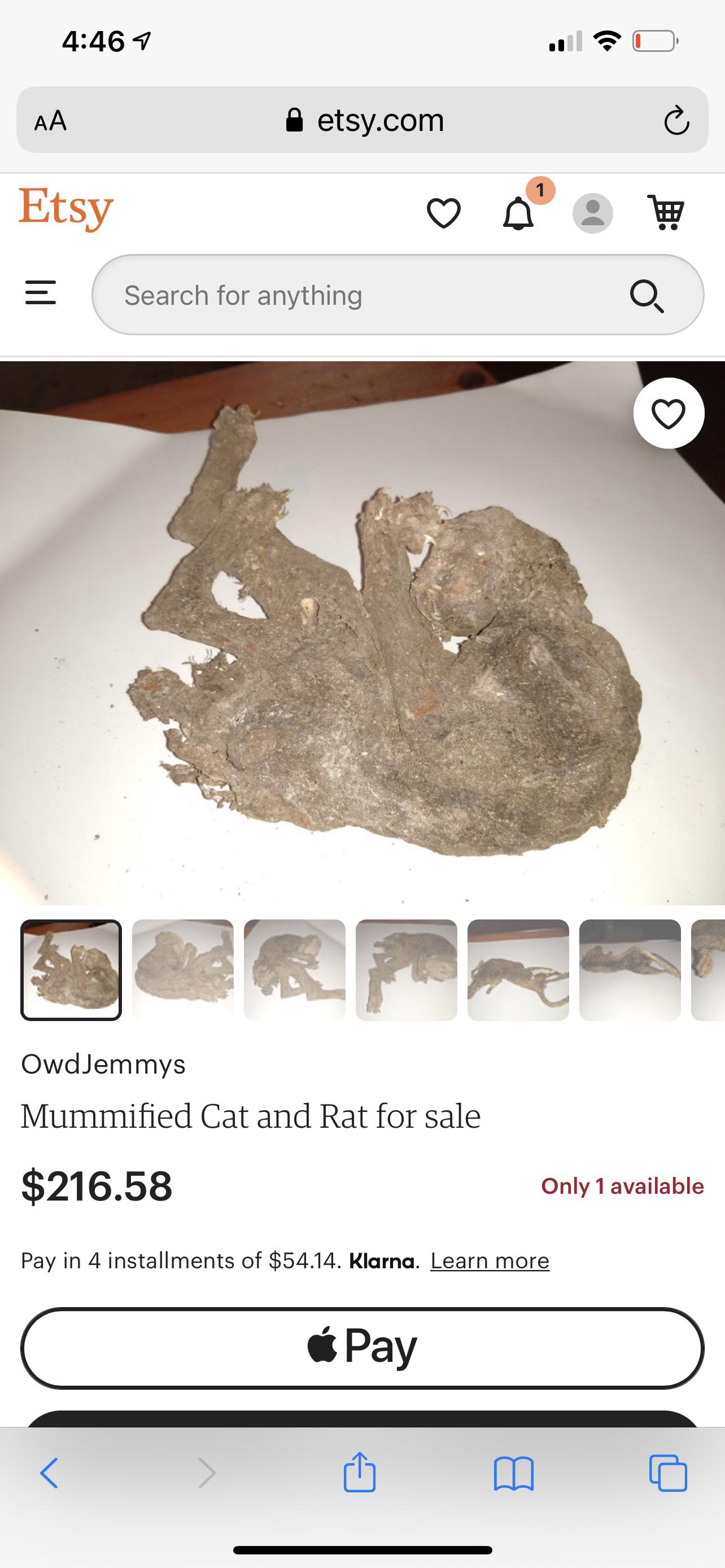 screenshot - 1 Aa etsy.com 1 Etsy Search for anything Q 1P OwdJemmys Mummified Cat and Rat for sale $216.58 Only 1 available Pay in 4 installments of $54.14. Klarna. Learn more Pay r