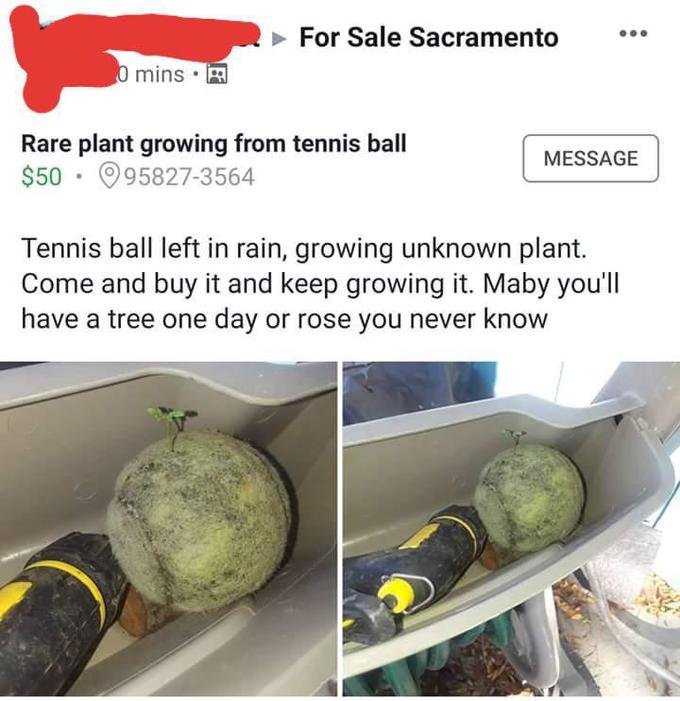 rare plant growing from tennis ball - For Sale Sacramento 0 mins Rare plant growing from tennis ball $50 958273564 Message Tennis ball left in rain, growing unknown plant. Come and buy it and keep growing it. Maby you'll have a tree one day or rose you ne