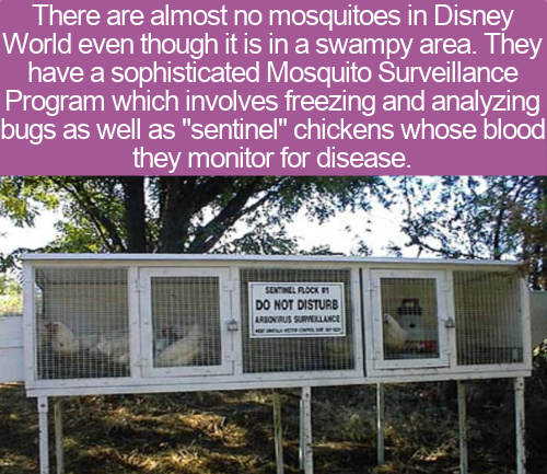 real estate - There are almost no mosquitoes in Disney World even though it is in a swampy area. They have a sophisticated Mosquito Surveillance Program which involves freezing and analyzing bugs as well as "sentinel" chickens whose blood they monitor for