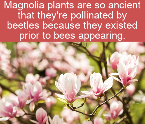 spring - Magnolia plants are so ancient that they're pollinated by beetles because they existed prior to bees appearing.