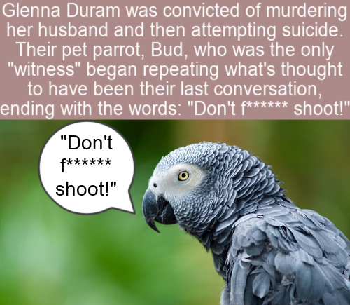 african grey - Glenna Duram was convicted of murdering her husband and then attempting suicide. Their pet parrot, Bud, who was the only "witness" began repeating what's thought to have been their last conversation, ending with the words "Don't f shoot!" "