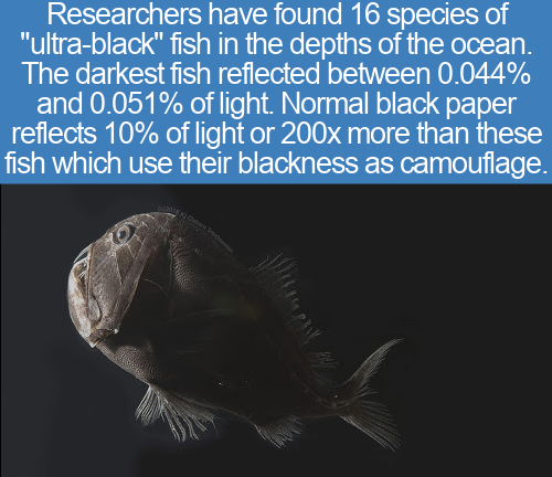 cavities in teeth - Researchers have found 16 species of "ultrablack" fish in the depths of the ocean. The darkest fish reflected between 0.044% and 0.051% of light. Normal black paper reflects 10% of light or 200x more than these fish which use their bla