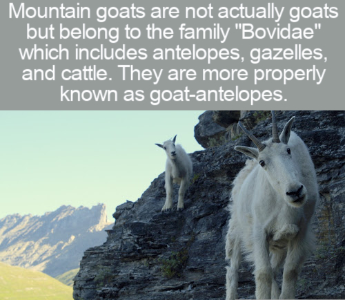 glacier national parks canada animal - Mountain goats are not actually goats but belong to the family "Bovidae" which includes antelopes, gazelles, and cattle. They are more properly known as goatantelopes.