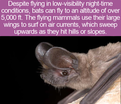 fauna - Despite flying in lowvisibility nighttime conditions, bats can fly to an altitude of over 5,000 ft. The flying mammals use their large wings to surf on air currents, which sweep upwards as they hit hills or slopes.