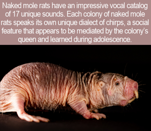 Naked mole-rat - Naked mole rats have an impressive vocal catalog of 17 unique sounds. Each colony of naked mole rats speaks its own unique dialect of chirps, a social feature that appears to be mediated by the colony's queen and learned during adolescenc