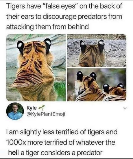 tigers have false eyes meme - Tigers have "false eyes" on the back of their ears to discourage predators from attacking them from behind Kyle Tam slightly less terrified of tigers and 1000x more terrified of whatever the hell a tiger considers a predator