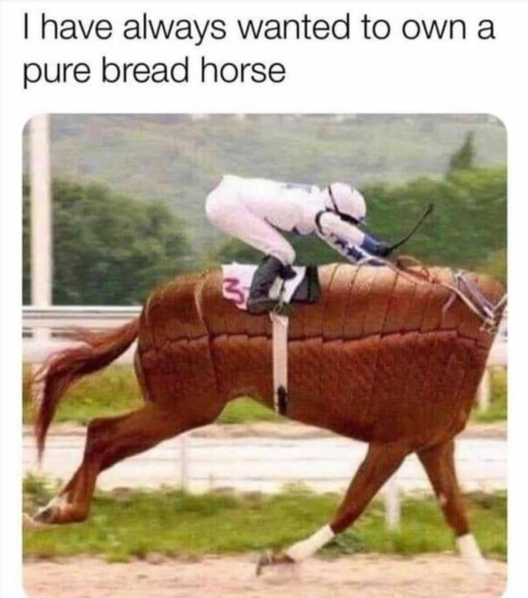 pure bread horse - I have always wanted to own a pure bread horse 3