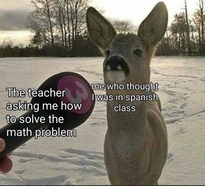 deer being interviewed meme - me who thought I was in spanish class The teacher asking me how to solve the math problem