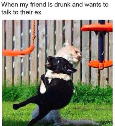 funny animal memes - When my friend is drunk and wants to talk to their ex