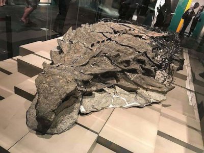 canada mummified dinosaur