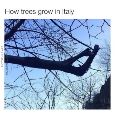 marzia check your whatsapp - How trees grow in Italy Pictophile App Pictophlear