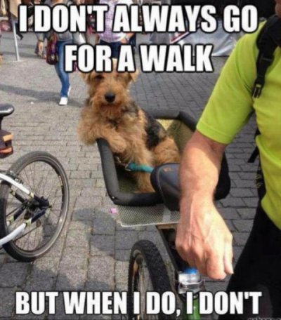 don t always - I Don'T Always Go For A Walk But When I Do, I Don'T
