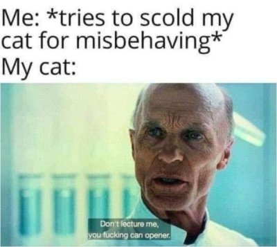 cat can opener meme - Me tries to scold my cat for misbehaving My cat Don't lecture me, you fucking can opener.