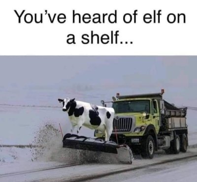 cow on a plow elf on a shelf - You've heard of elf on a shelf...