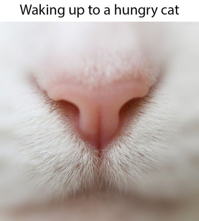 whiskers - Waking up to a hungry cat