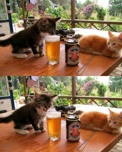 kitten tasting beer