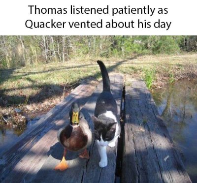 duck and cat - Thomas listened patiently as Quacker vented about his day
