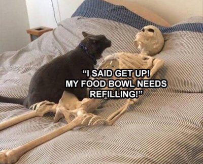funny cats cat memes 2020 - "I Said Get Up! My Food Bowl Needs Refilling!"