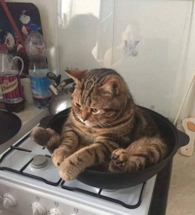 cat in frying pan meme 2020