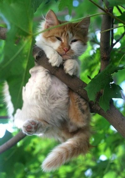 cat falling from tree
