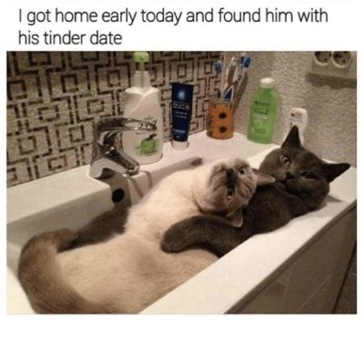dump funny cats memes - I got home early today and found him with his tinder date