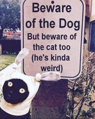 four corners - Beware of the Dog But beware of the cat too he's kinda weird