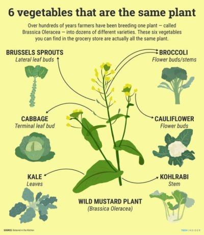 selective breeding food examples - 6 vegetables that are the same plant Over hundreds of years farmers have been breeding one plant called Brassica oleracea into dozens of different varieties. These six vegetables you can find in the grocery store are act