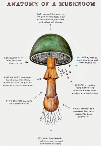 Anatomy Of A Mushroom Cap. top part that protects the gills. Usually looks a bit ke an umbrell, but shape and colour will change Pores small holes used for spore dispersal Gills thin, popery, sporeproducing port of the mushroom Ring Or Skirt membrane foun