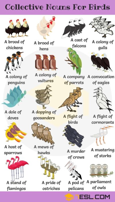 collective noun for birds - Collective Nouns For Birds A brood of chickens A brood of hens A cast of A colony of falcons gulls til A colony of penguins A colony of A company A convocation vultures of parrots of eagles A dole of doves A dopping of goosande