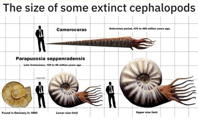 ancient cephalopod - The size of some extinct cephalopods Cameroceras Ordovile period, 470 to 400 million years Parapuzosia seppenradensis Late Cre, 100 Found in Germany Lewers