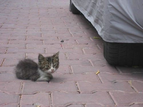 Cats have five toes on their front paws and four on their back paws. If a cat is polydactyl, it has extra toes