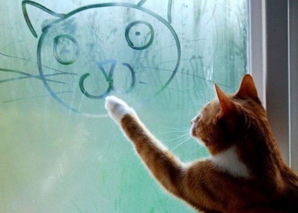 Cats can draw but usually don't give a shit and don't.