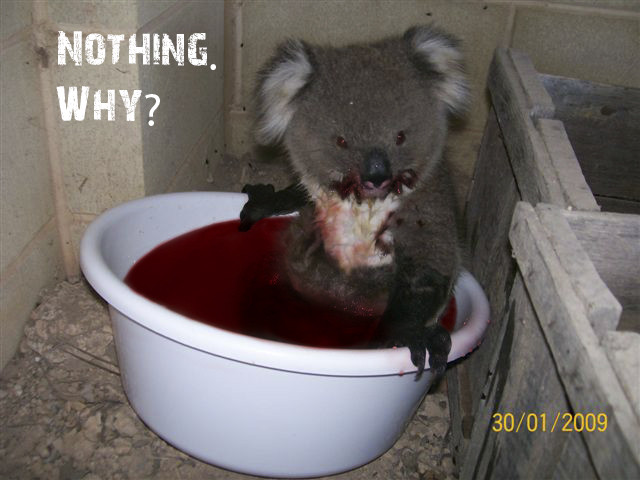Cute koala just taking a bath.