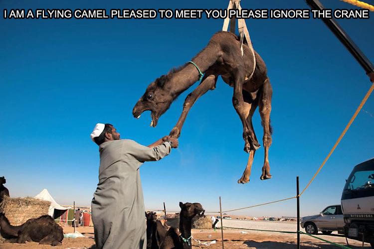 flying camel - I Am A Flying Camel Pleased To Meet You Please Ignore The Crane