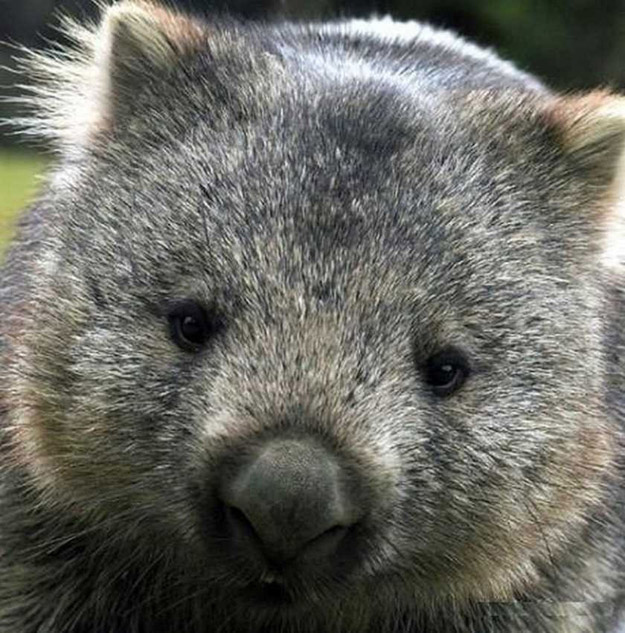 What's Cuter than a Cat, or Bunny?  A Wombat!