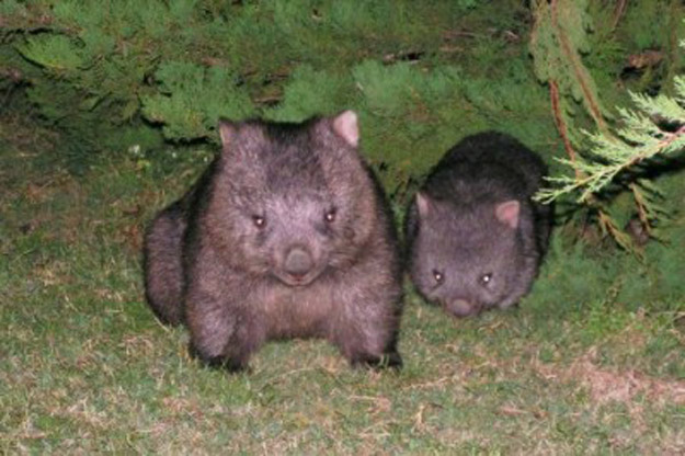 What's Cuter than a Cat, or Bunny?  A Wombat!