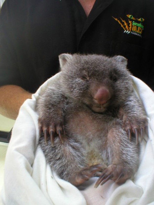 What's Cuter than a Cat, or Bunny?  A Wombat!