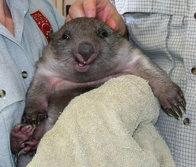 What's Cuter than a Cat, or Bunny?  A Wombat!