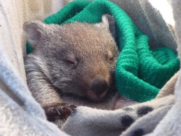 What's Cuter than a Cat, or Bunny?  A Wombat!