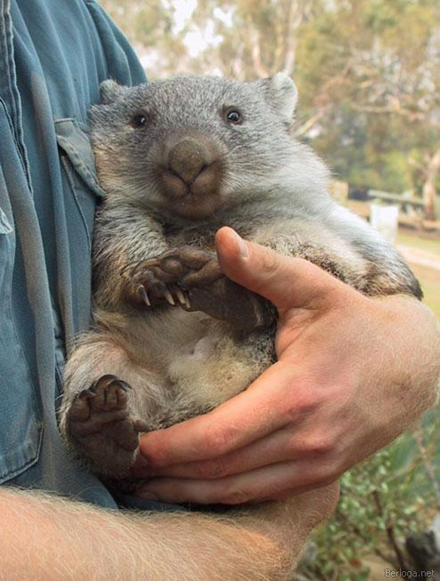 What's Cuter than a Cat, or Bunny?  A Wombat!