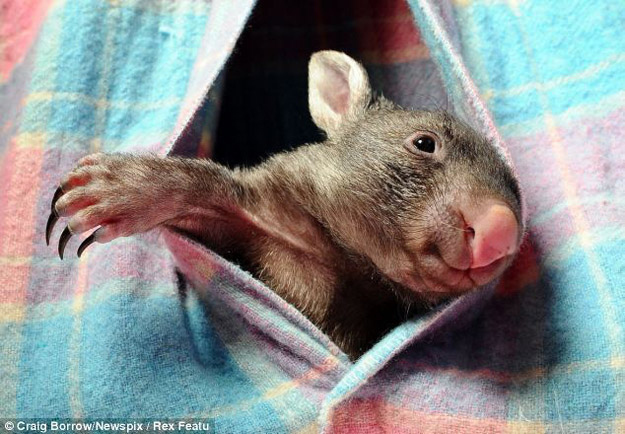 What's Cuter than a Cat, or Bunny?  A Wombat!