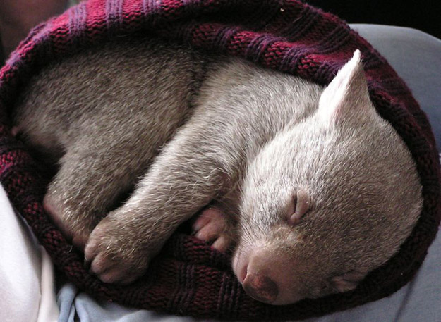 What's Cuter than a Cat, or Bunny?  A Wombat!