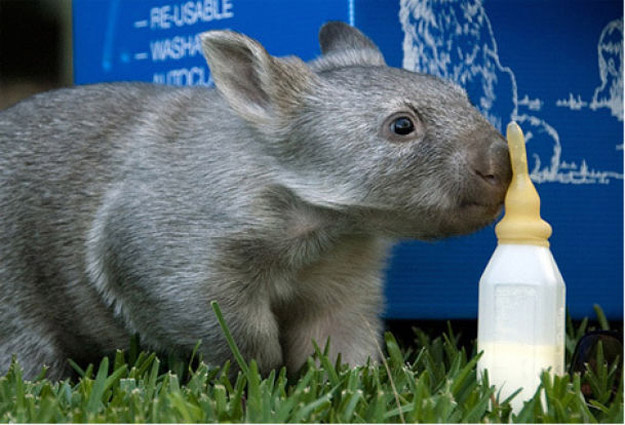 What's Cuter than a Cat, or Bunny?  A Wombat!