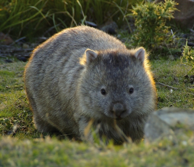 What's Cuter than a Cat, or Bunny?  A Wombat!