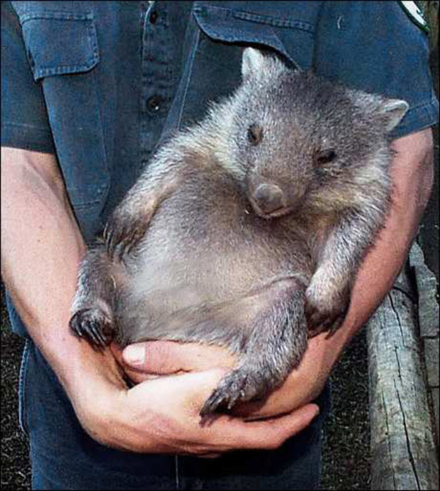 What's Cuter than a Cat, or Bunny?  A Wombat!