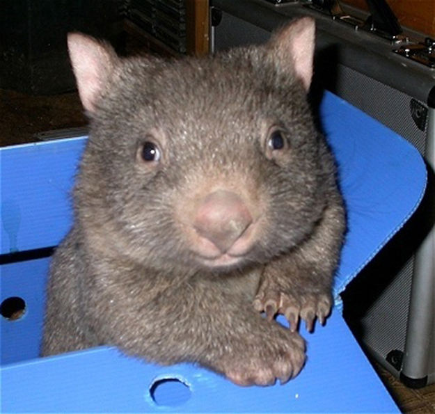 What's Cuter than a Cat, or Bunny?  A Wombat!