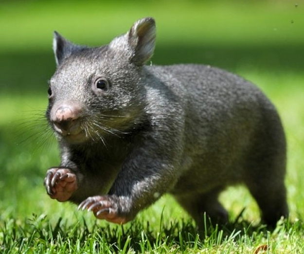 What's Cuter than a Cat, or Bunny?  A Wombat!