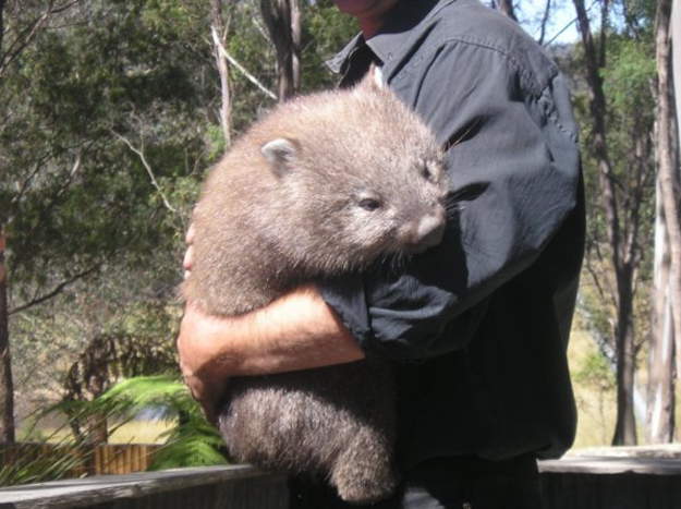 What's Cuter than a Cat, or Bunny?  A Wombat!