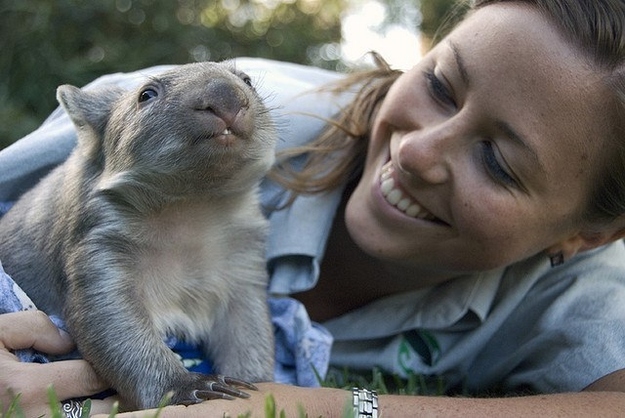 What's Cuter than a Cat, or Bunny?  A Wombat!